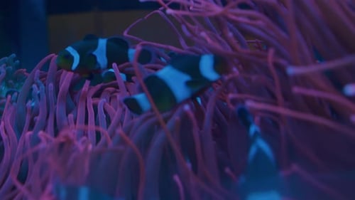 Gros plan d'un poisson-clown nageant dans les tentacules d'une anémone de mer dans le bronzage d'un poisson d'aquarium