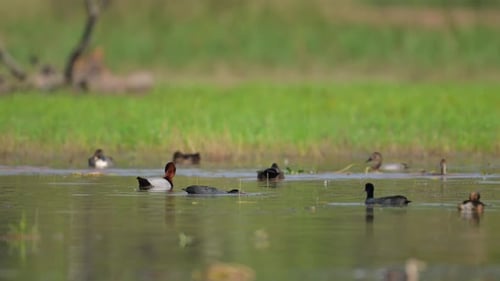 Flock of Ducks in Wetland