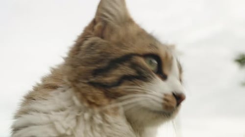 Portrait of a street multicolored striped cat against the backdrop of overcast sky.