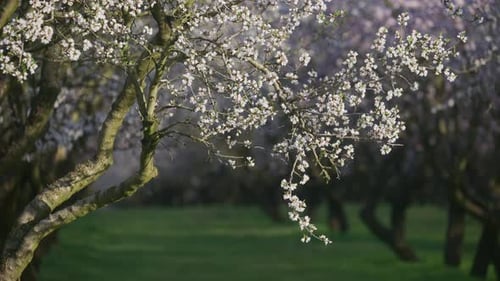 Almond trees with white blossoms growing in an orchard during spring