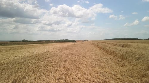 Wheat field aerial view in Ukraine