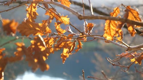 El sol brilla a través de un bosque y se refleja en las hojas de roble marrones y doradas. El viento sopla lentamente