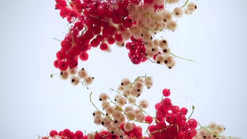Currants falling into water, fruit ingredient