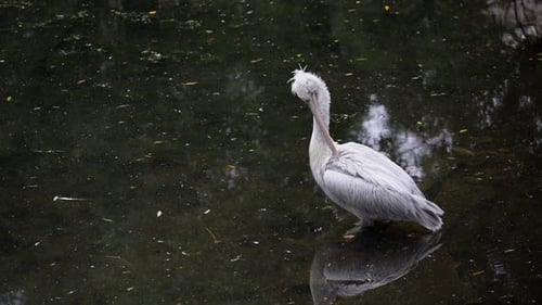 Group of White Pelicans