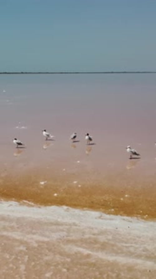 Seagulls at Pink Salt Lake Dunaliella Salina Impart a Red Pink Water in Mineral Lake with Dry