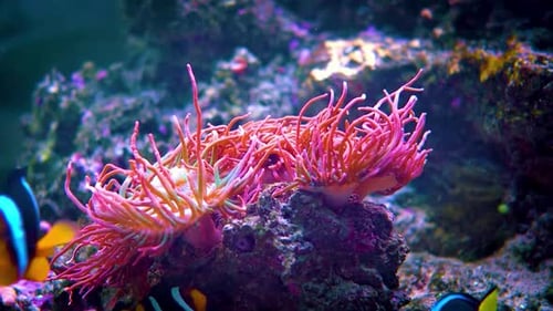 Underwater Wonderland: Captivating Sea Fish in Crystal-Clear Seas 4K