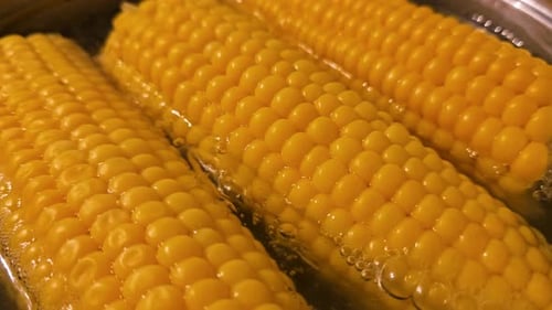 Bright Yellow Corn Boiling in Water