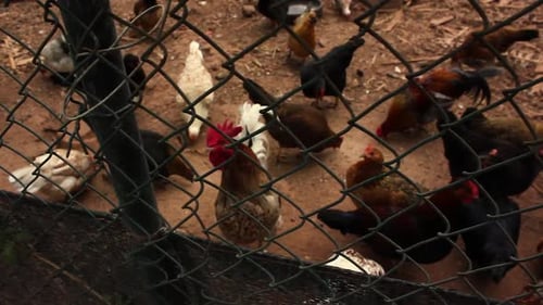 Free range chickens on an organic farm