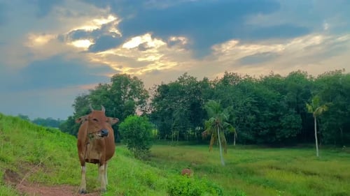 Cow Standing in Grassy Field at Sunset