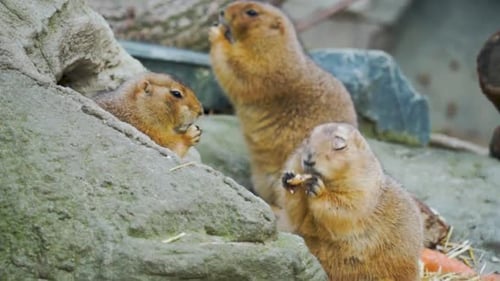 Prairie Dogs Eating Together Near Burrow