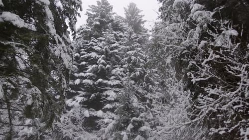 Snowy pine forest during winter