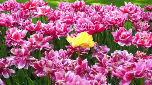 Static Establishing Shot Pink Magenta Yellow Tulips Flowers in Green Garden