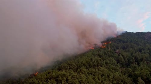 Jungle Fire