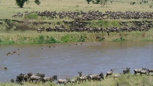 Wildebeests jumping into the water to swim across the Mara River during their annual great migration