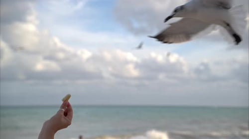 Slow motion close up of a female hand raised up with a piece of bread trying to feed seagulls in the