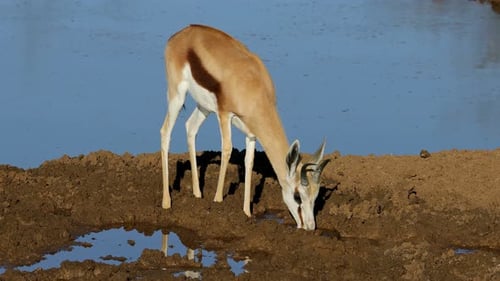 Springbok Antelope Drinking At A Waterhole