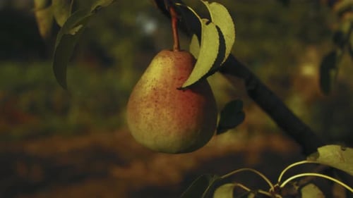 A static shot showing pear in the tree with Sun rays