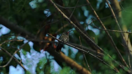 Natural Tranquility: Hummingbird Resting Serenely on a Branch
