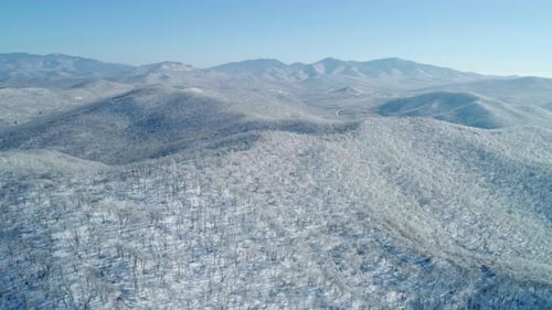 Aerial View of a Frozen Forest with Snow Covered Trees at Winter Flight Above Winter Forest Aerial