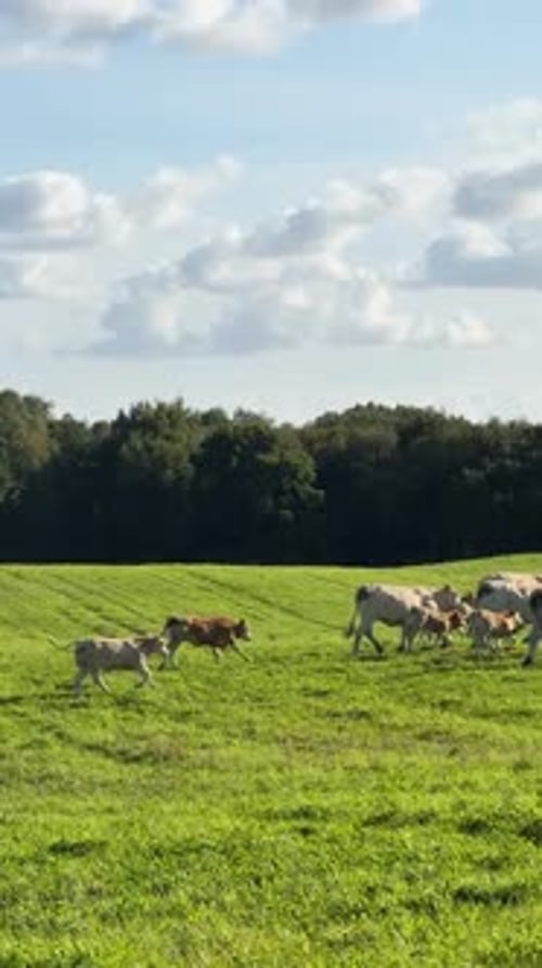 Herd of Cows and Calves Running Through a Lush Green Field