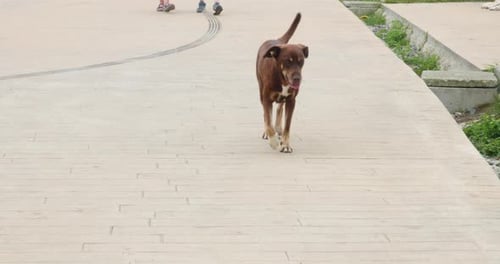 Brown Dog Walking on Pedestrian Walkway