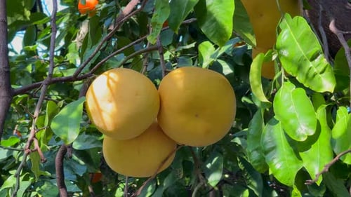 Citrus maxima or pamplemusa hanging from the tree in the garden. Close up