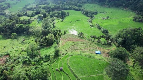 Aerial view of green rice terraces, Indonesia.