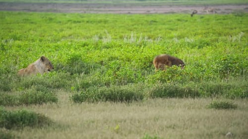 Löwin gähnt und ruht sich in üppiger grüner Savanne aus, während männlicher Löwe mit voller Mähne seine Beute frisst