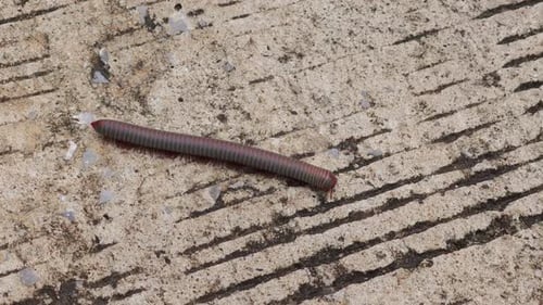 Un mille-pattes rampant sur une surface texturée mettant en valeur son corps segmenté.
