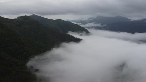Aerial view of the trees in the valley with fog in the morning.