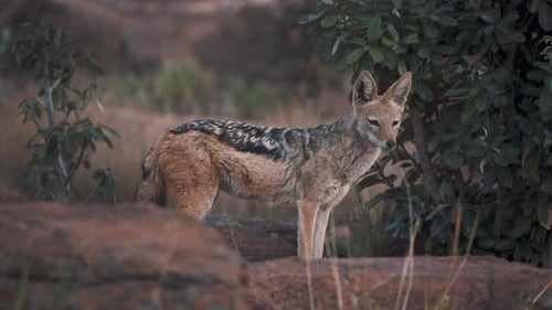 Black-backed jackal standing on rocks between bushes at dusk.