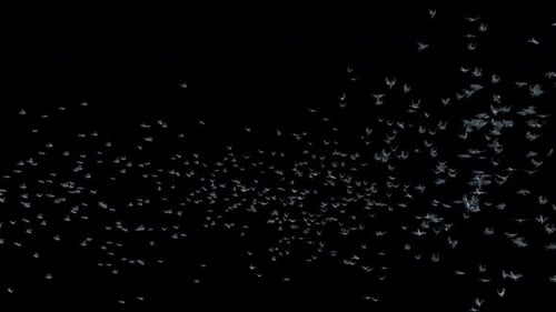 Flock of Pigeons Flying Seamlessly Across Screen