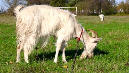 26 Goats graze on the meadow. Agriculture. Care of goats.