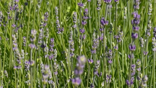 A close-up view of a vibrant lavender field with delicate purple flowers swaying in the breeze.