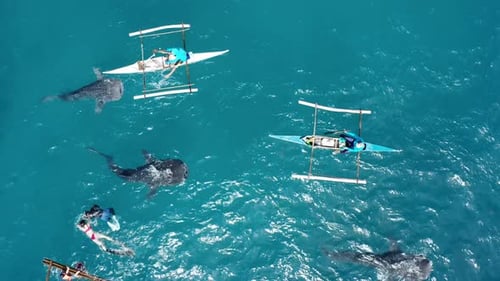 Whale Sharks Swim Near Boats and Snorkelers