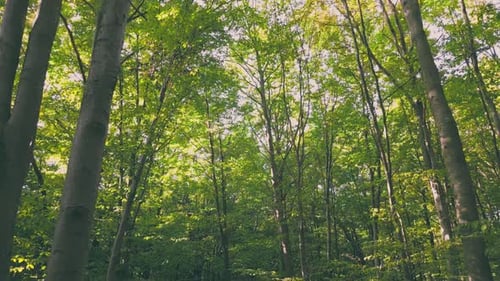 Path in the Forest