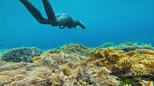 A freediver dives into a lush coral reef and disappears behind the edge.