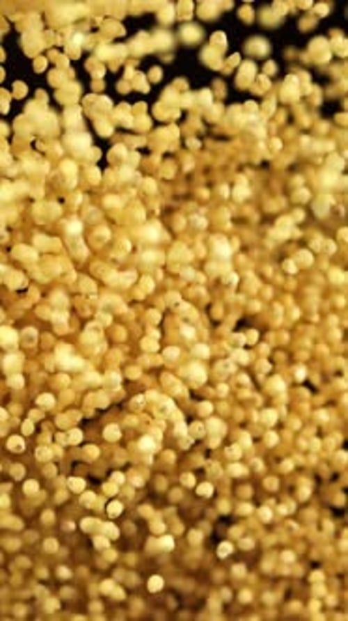 Millet Groats vuela sobre un fondo oscuro filmado con una cámara de alta velocidad a 1000 fps