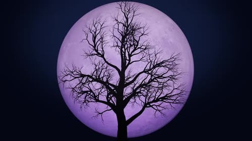 Mysterious Purple Moon and Bare Tree Silhouette Loop