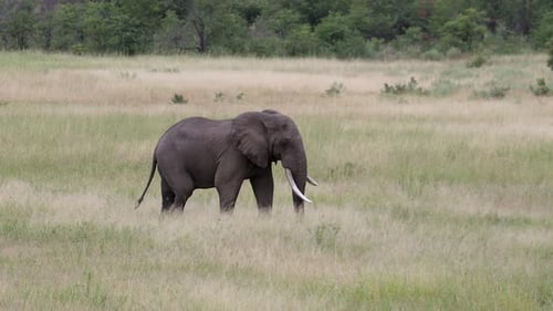 Panoramaaufnahme, als einsamer Elefant durch grünes Gras spaziert