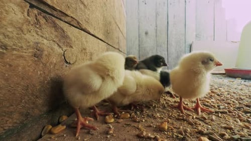 Sweet Little Animal Chicks 9
