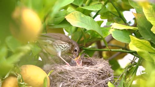 Bird Feeds Babies in Nest Among Lemon Tree