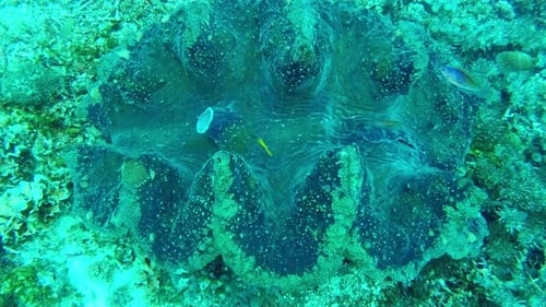 4k video footage of fish swimming inside a giant clam in the oceans of Raja Ampat, Indonesia