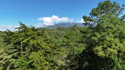 Luftaufnahme über Baumwald in Bergen und blauem Himmel im Sommer