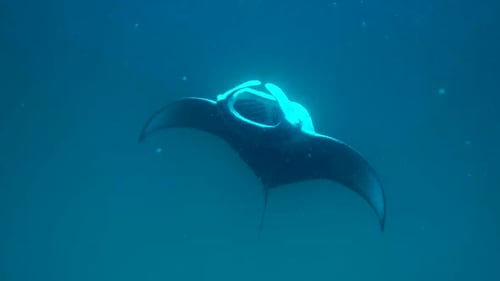 Graceful Manta Ray Swimming in Deep Blue Ocean Water
