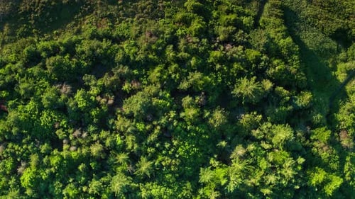 Plan view aerial shot of forest treetops and grassland