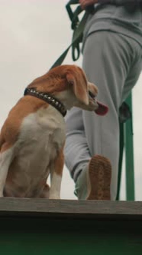 Dog Resting Outdoors Beagle Calm By Owner City Park Scene with Dog and Owner Relax Dog on Leash