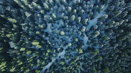 High Angle View of Woodlands in Half Covered By Fresh Frosty Snow Winter Morning