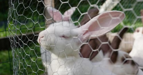 White albino rabbit in a cage on a farm