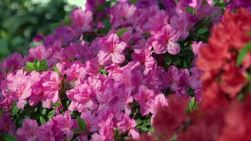 Close Up Flowers of a Pink Azalea Shrub Growing in Spring in a Garden